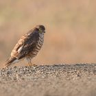 Der Sperber (Accipiter nisus)