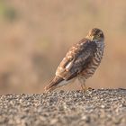 Der Sperber (Accipiter nisus)