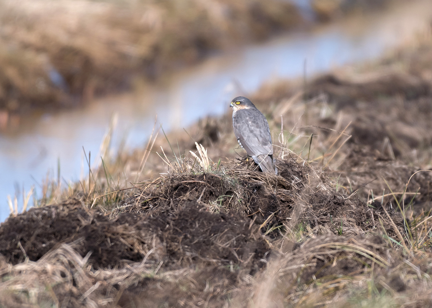 Der Sperber (Accipiter nisus) 