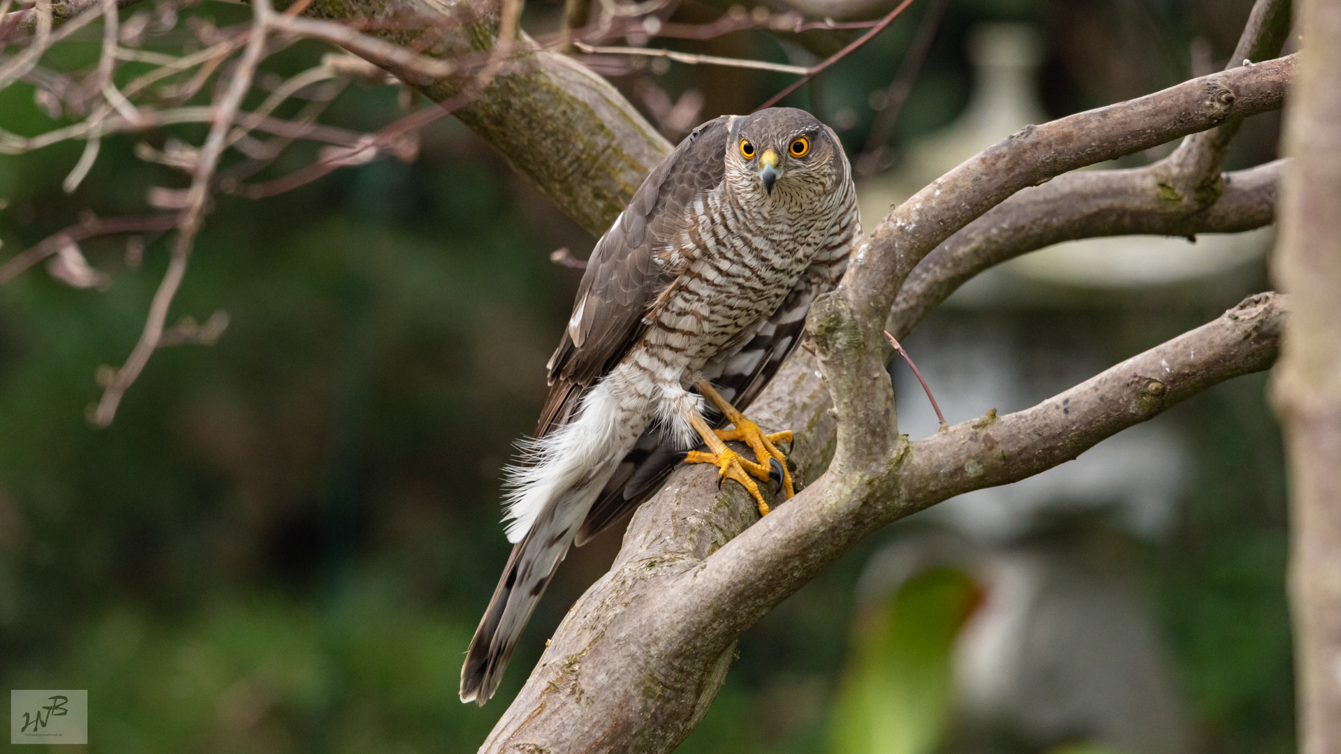 Der Sperber (Accipiter nisus) f 