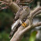 Der Sperber (Accipiter nisus) f 