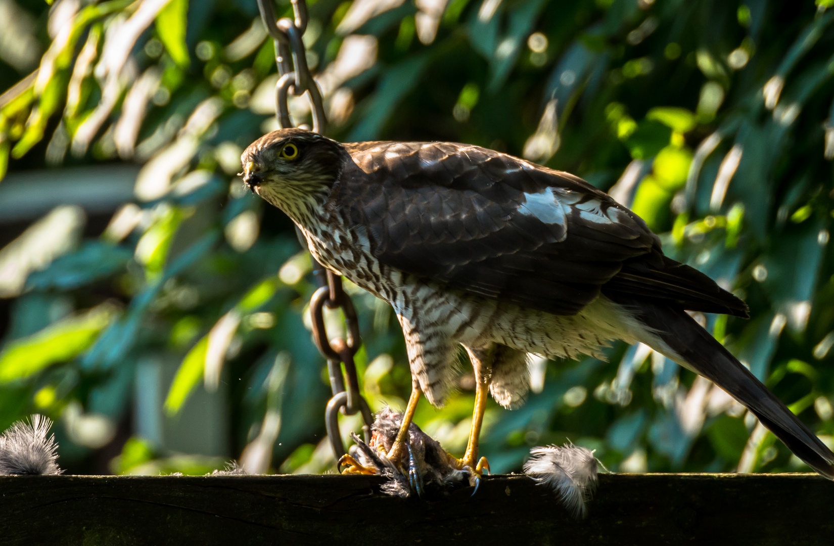 Der Sperber im Garten