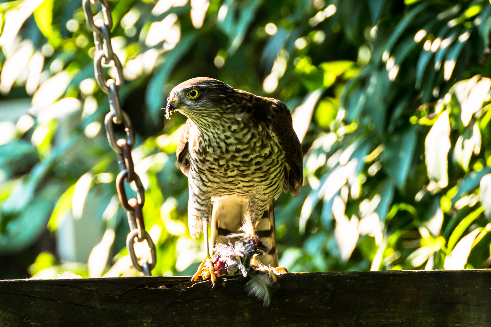 Der Sperber im Garten