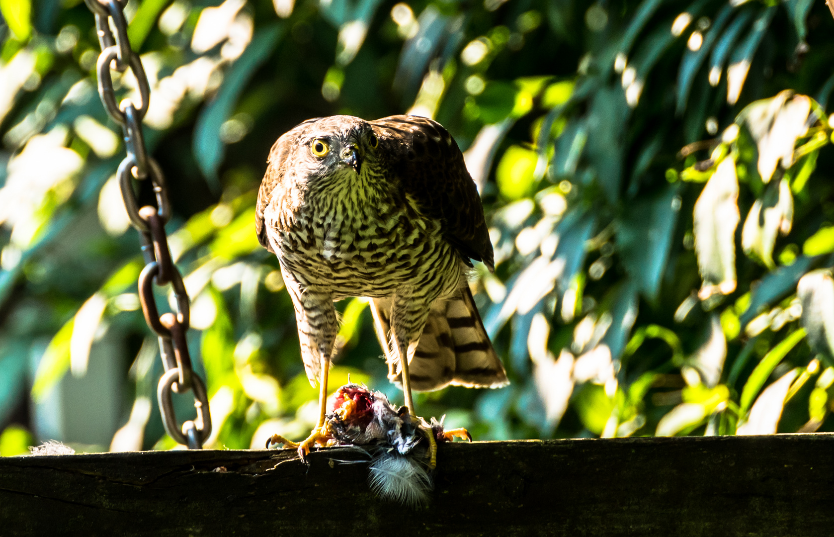 Der Sperber im Garten