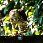 Der Sperber im Garten