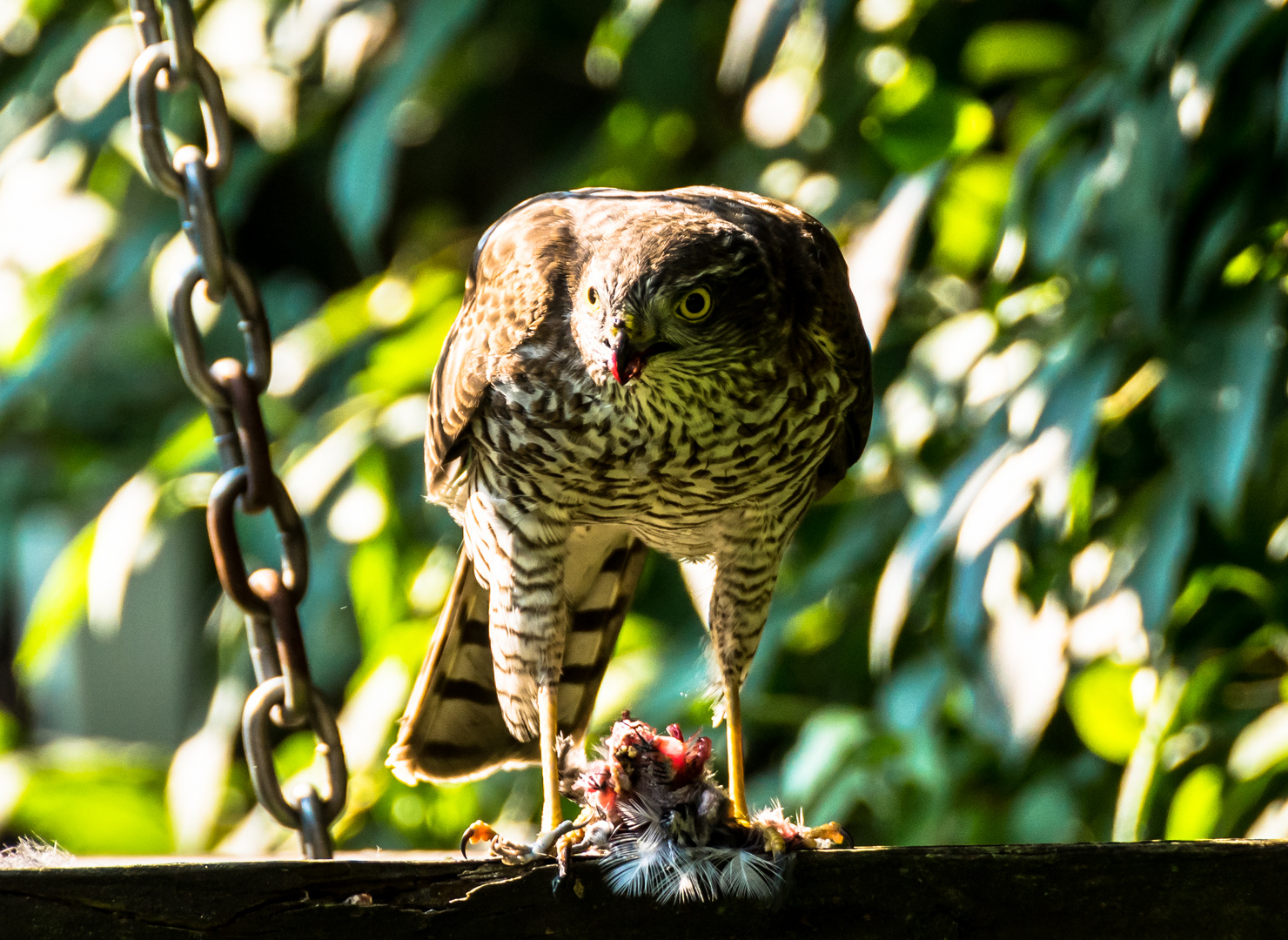 Der Sperber im Garten