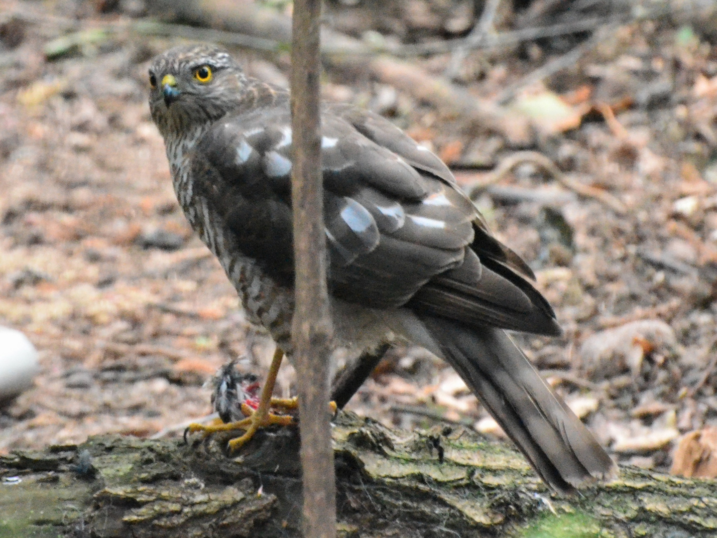 Der Sperber im Garten