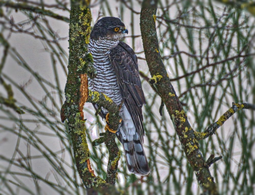 Der Sperber war wieder im Zwetschgenbaum