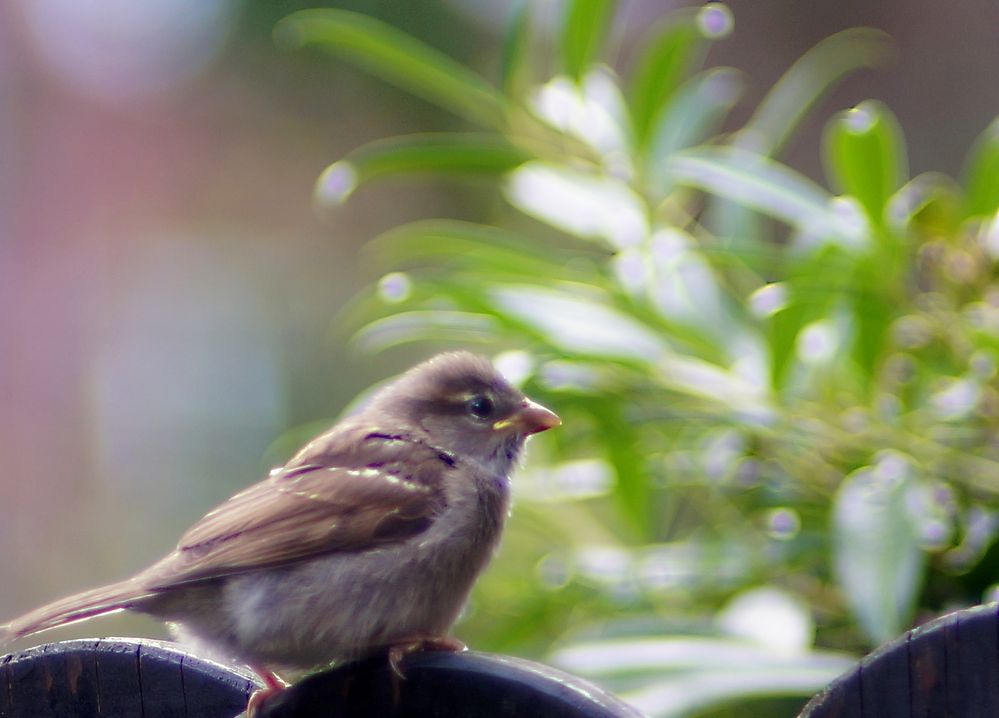 Der Sperling Foto & Bild natur, sperling, tiere Bilder auf
