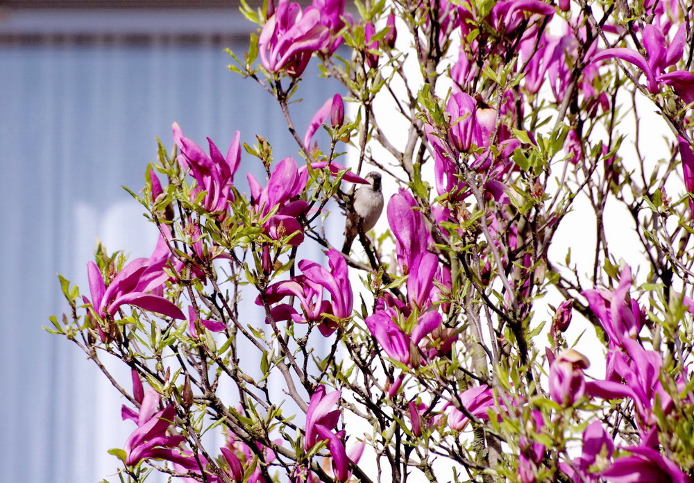 Der Sperling im Magnolienbaum