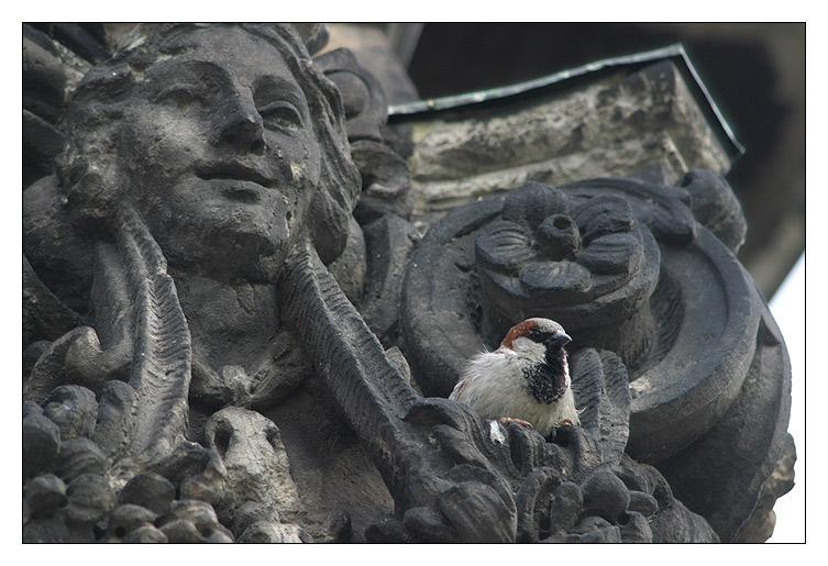 Der Sperling vom Zwinger..