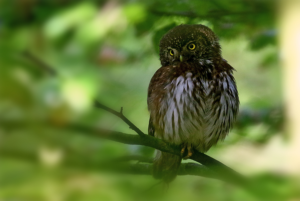 Der Sperlingskauz (Glaucidium passerinum) ...