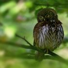 Der Sperlingskauz (Glaucidium passerinum) ...