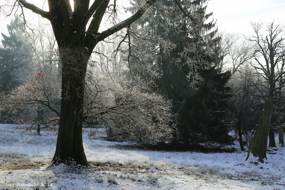 der Spessart im Januar