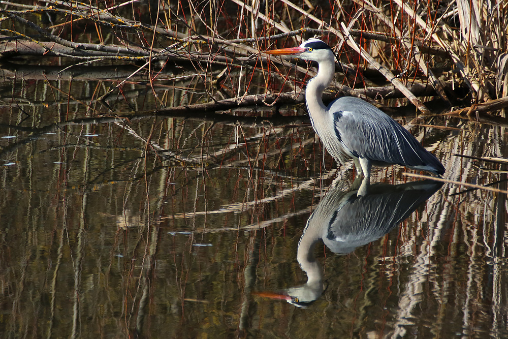 der "Spiegel-Reiher" :-))