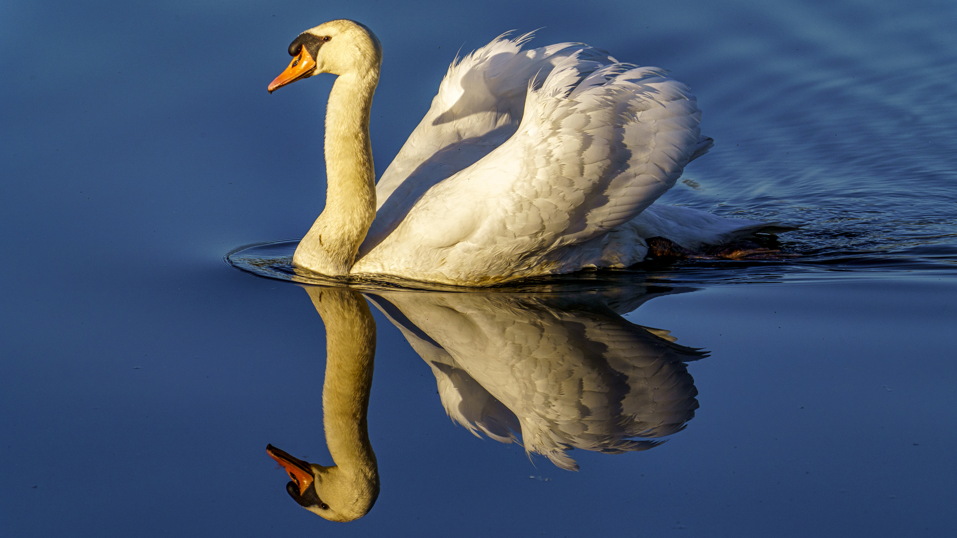 Der Spiegel-Schwan, Urdenbacher Kämpe, 2021.03.31.