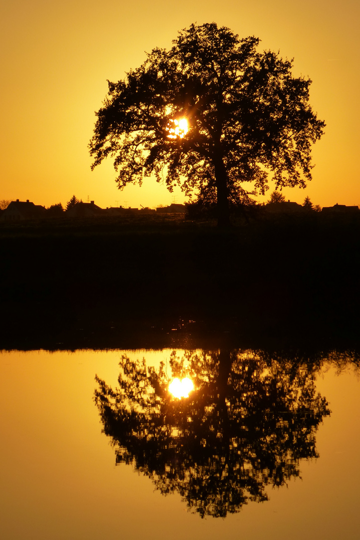 " Der Spiegelbaum "