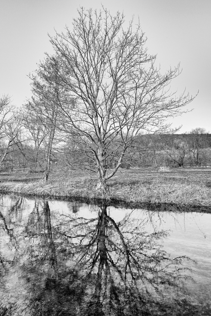 Der Spiegelbaum