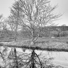 Der Spiegelbaum