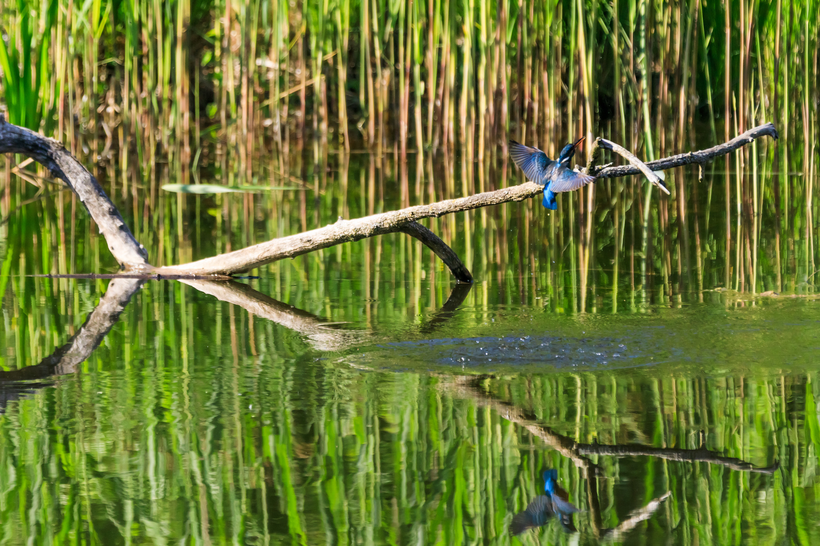 Der spiegelnde, fliegende Eisvogel