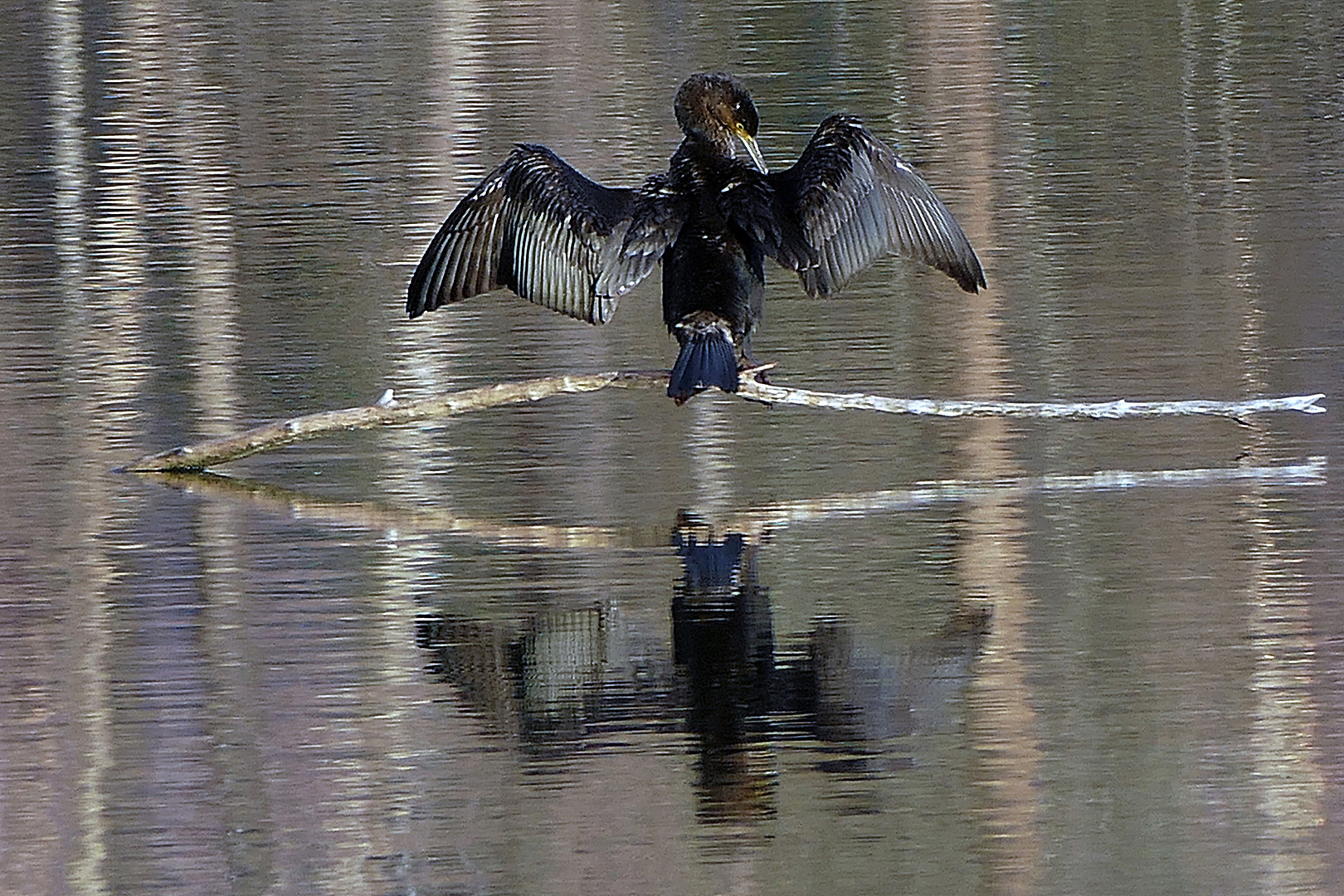 der spiegelnde Kormoran