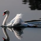 Der spiegelnde Schwan