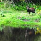 Der Spiegelsee