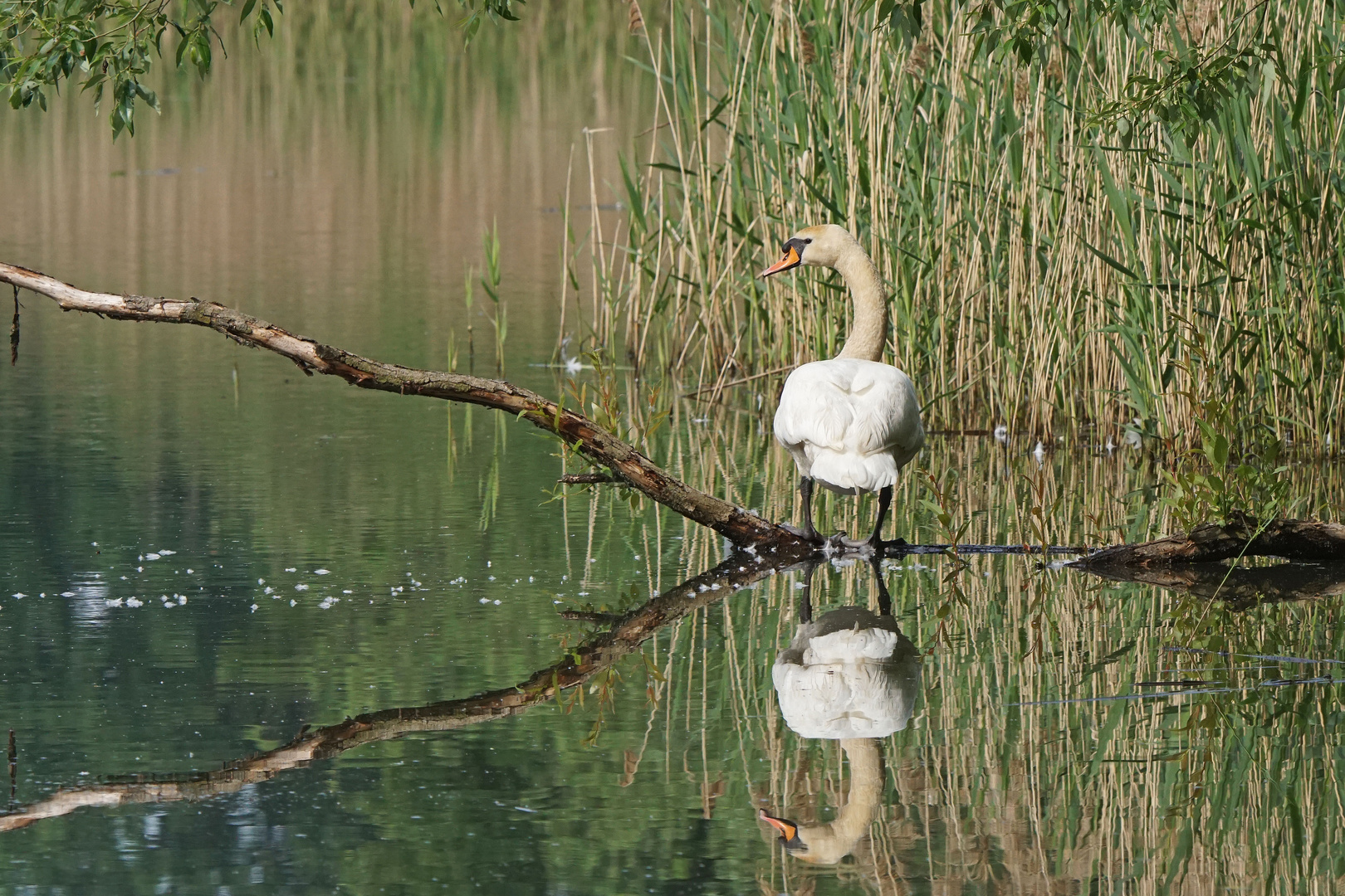 Der Spiegeltag-Höckerschwan