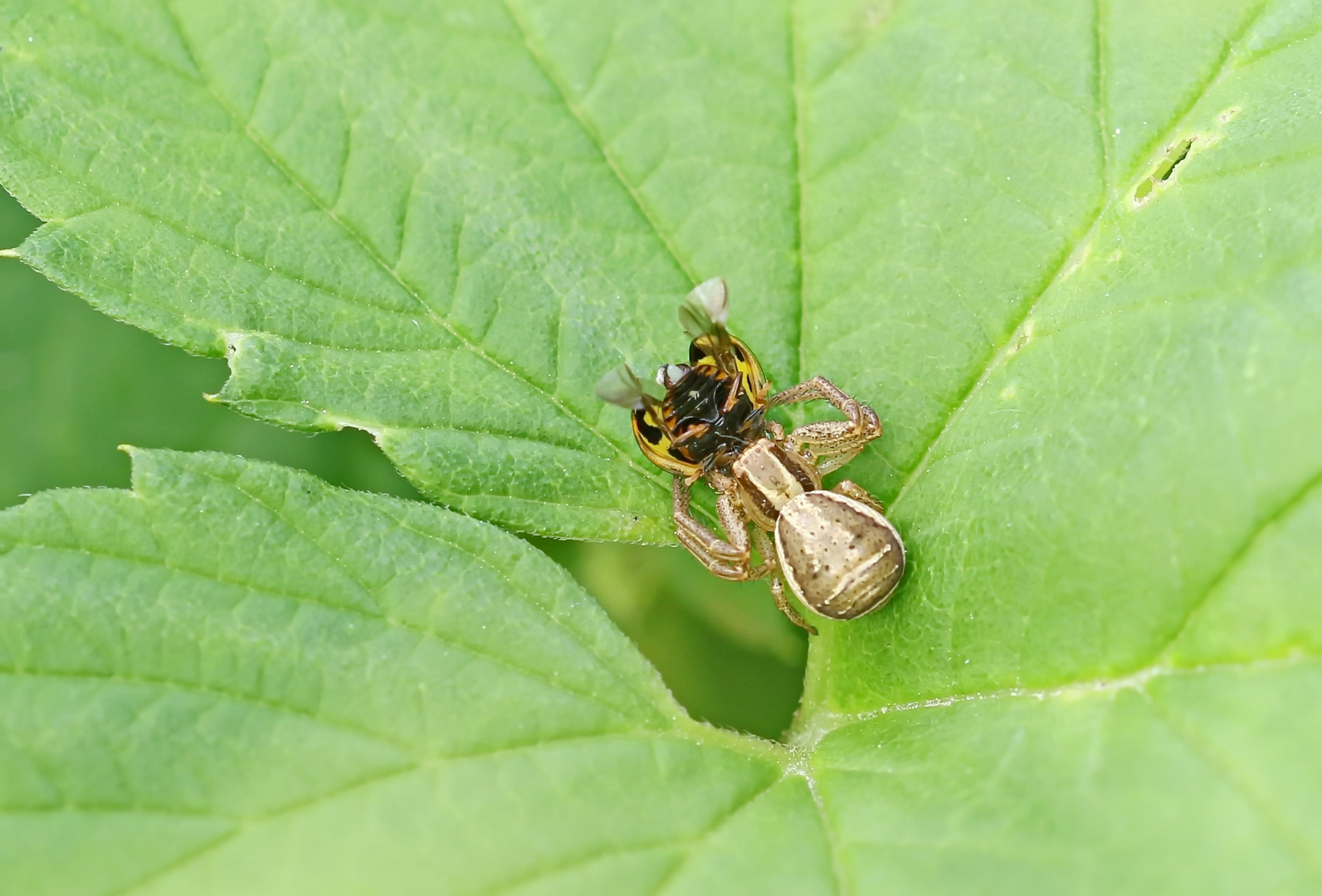 Der Spinne schmeckts auch