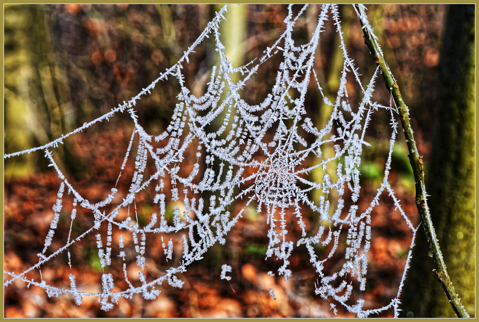 Der Spinne war es zu kalt