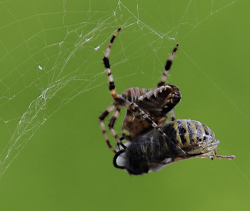 Der Spinner