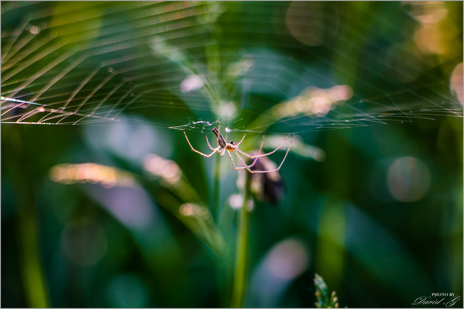 Der Spinnweben Meister