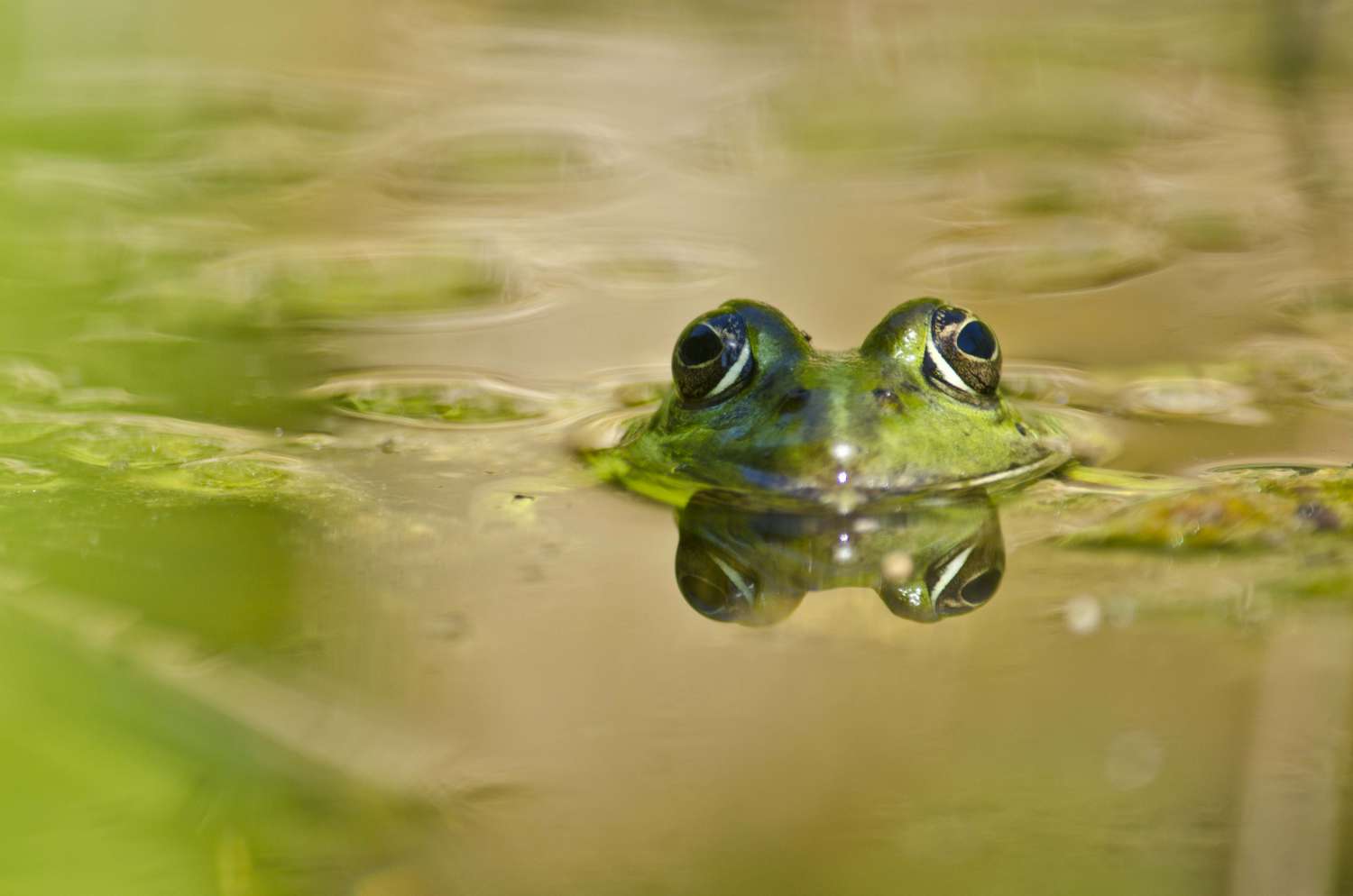 Der Spion