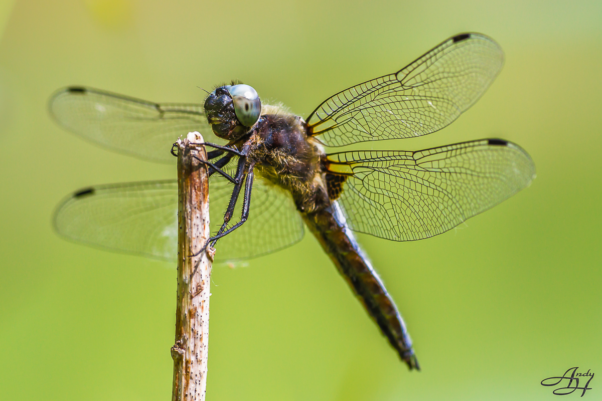 Der Spitzenfleck (Libellula fulva)