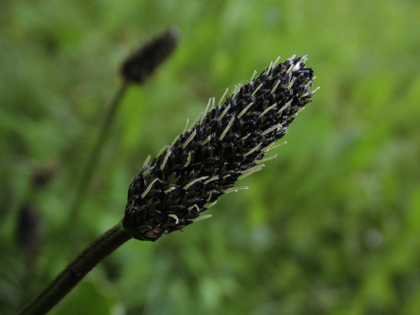 Der Spitzwegerich (Plantago lanceolata)