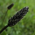 Der Spitzwegerich (Plantago lanceolata)