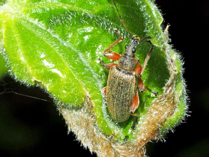 Der Spornblattrüssler (Phyllobius glaucus) fühlt sich hier geborgen ...