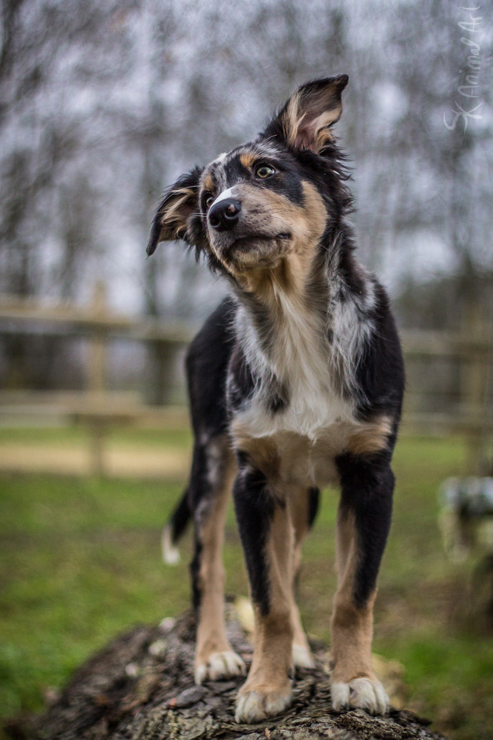 Der Sprichwörtliche "Hundeblick" 