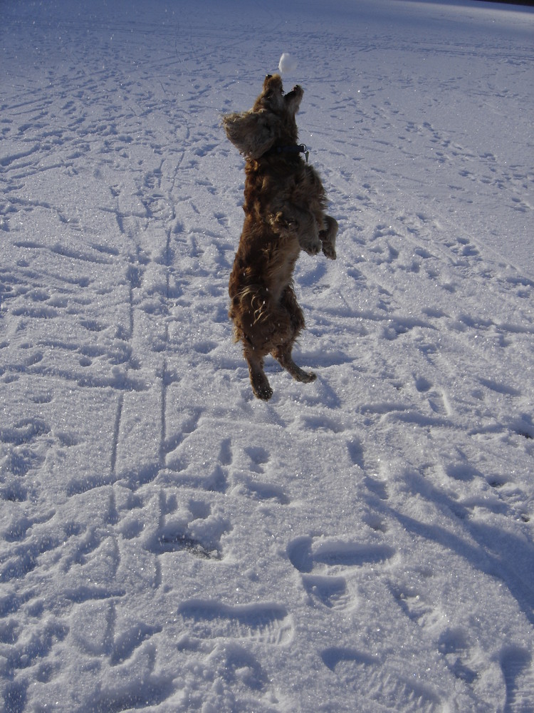 Der springende Hund