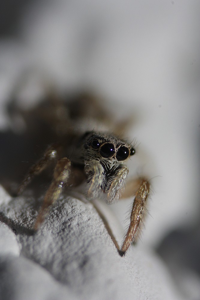 Der Springspinne in die Augen geguckt