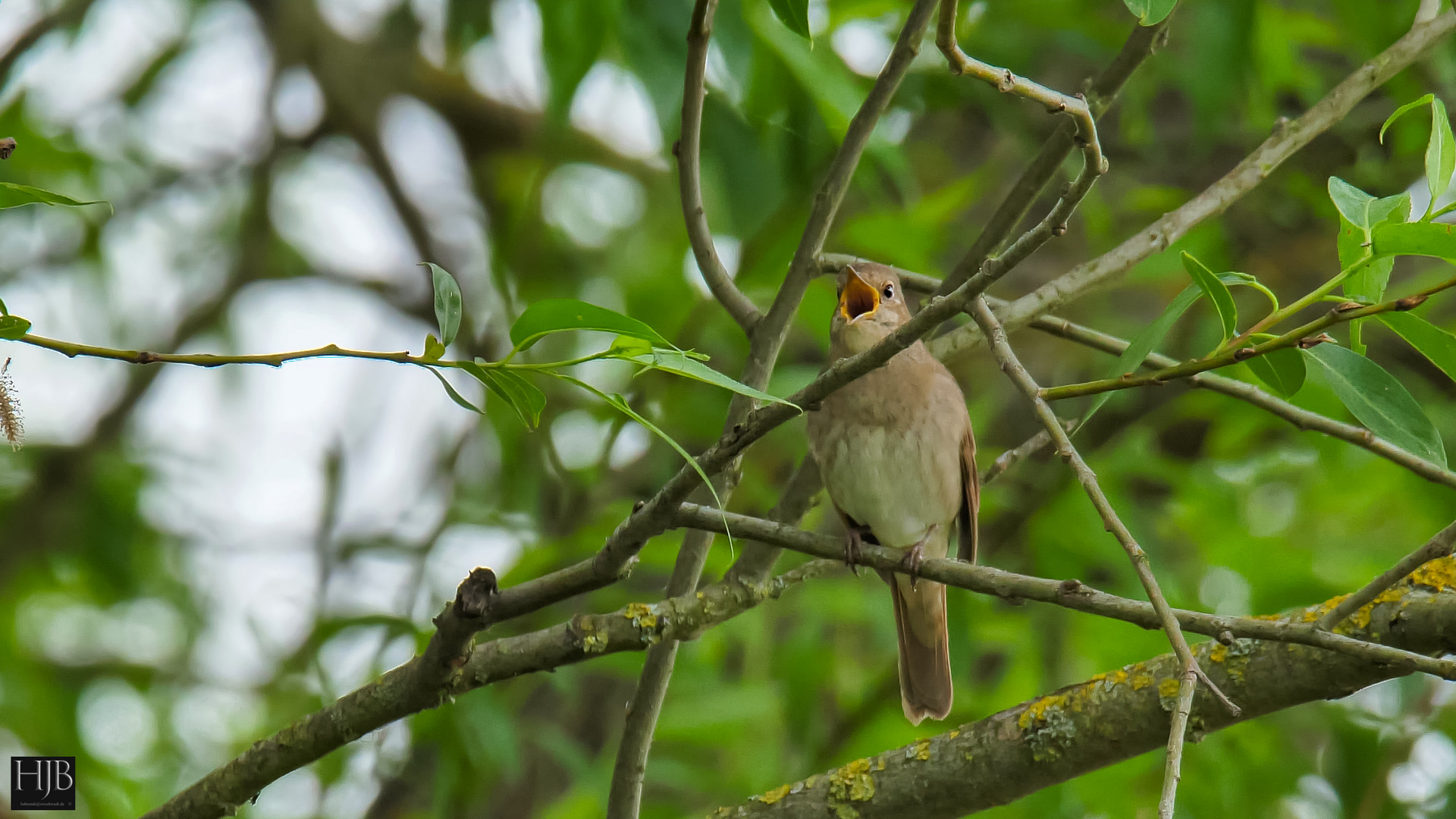 Der Sprosser (Luseinia lueinia) - Thrush Nightinale 