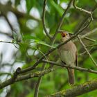 Der Sprosser (Luseinia lueinia) - Thrush Nightinale 