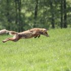 Der Sprung auf die Maus