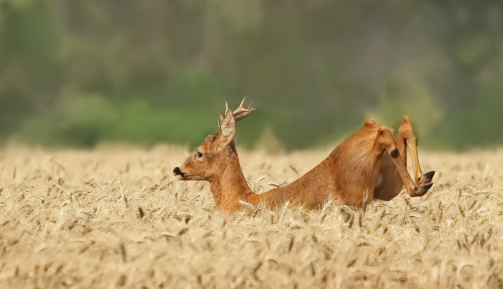 Der Sprung im Kornfeld