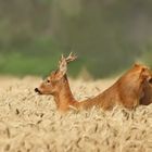 Der Sprung im Kornfeld