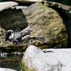 Der Sprung in Wasser II Tannenmeise (Periparus ater)