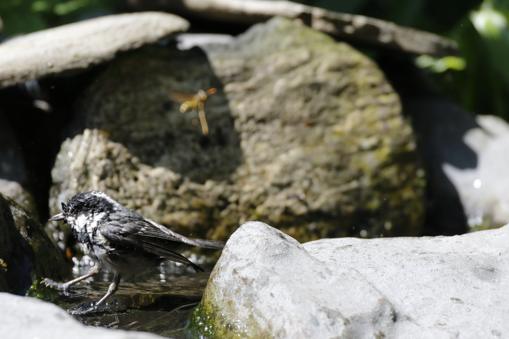 Der Sprung in Wasser Tannenmeise (Periparus ater)