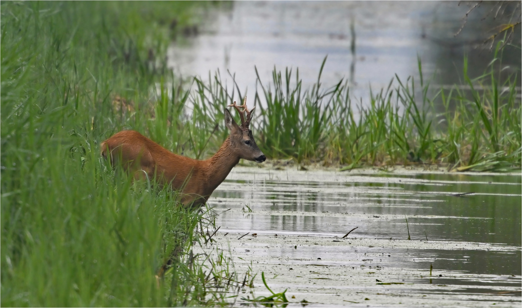 Der Sprung ins kalte Wasser ...