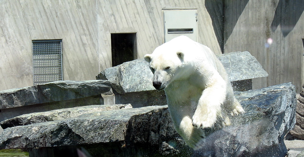 Der Sprung ins kalte Wasser Eisbär