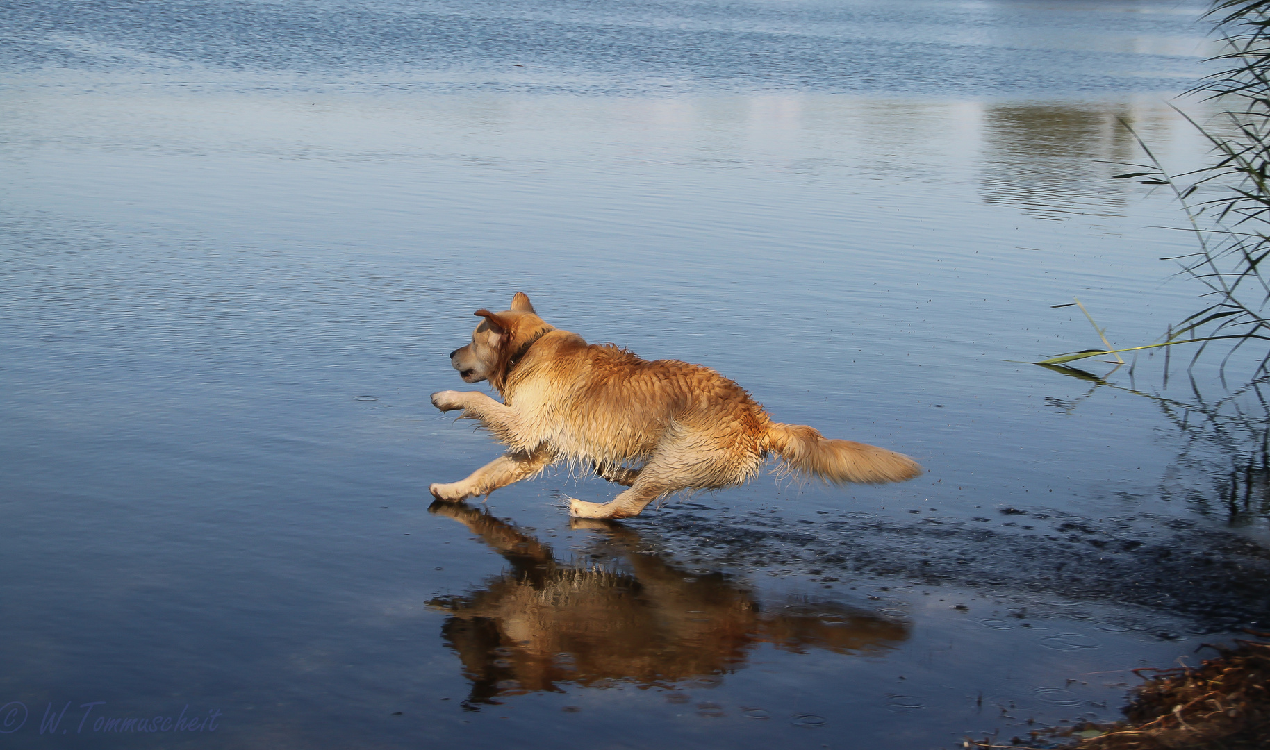 Der Sprung ins Wasser